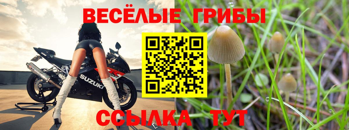 Псилоцибиновые грибы Psilocybine cubensis Железногорск